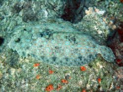 Peacock Flounder resting on coral sand in 20' in Bonaire ... by Gordon Skiba 